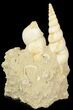 Beautiful Fossil Turritella Cluster - France #47980-1